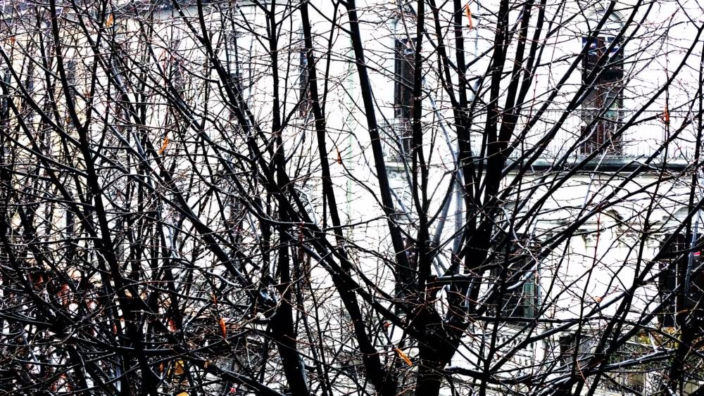 Gli alberi di Via Broggi nella stagione fredda.