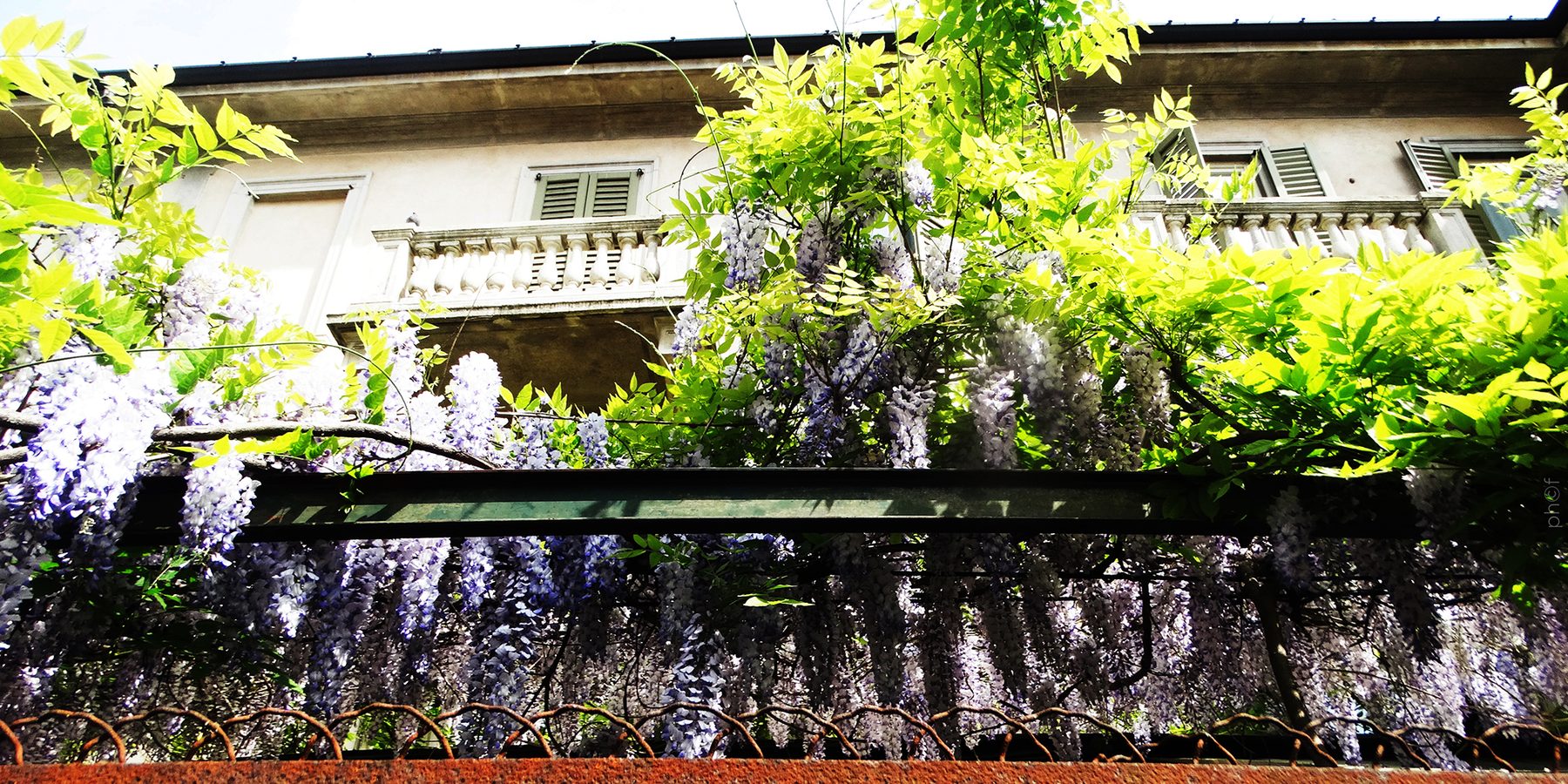 Il glicine in fiore sopra l'ingresso.